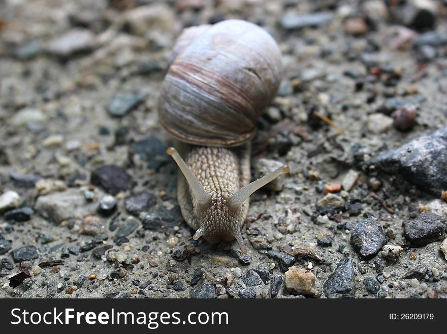 Detail of snail on the stone ground