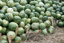 Many Watermelons Royalty Free Stock Photos Many Watermelons Royalty Free Stock Photos