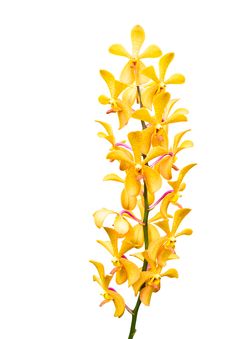 Yellow Orchid Flower Stock Photo Yellow Orchid Flower Stock Photo