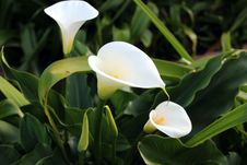 White Arum Lilies Stock Photo
