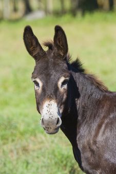 Donkey Royalty Free Stock Image