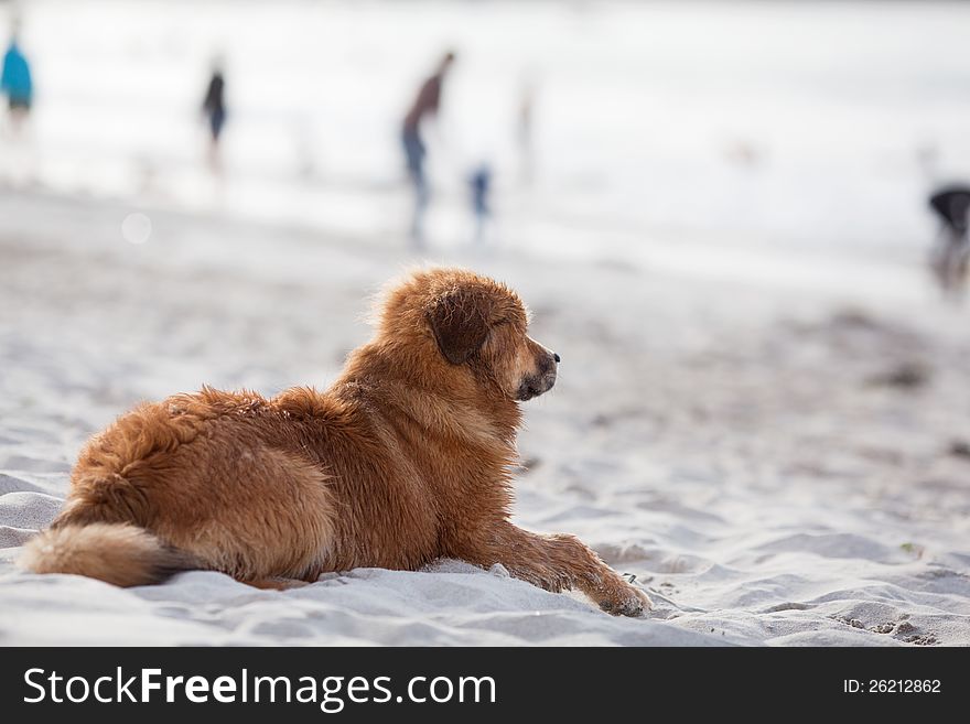 Cute Elo (German dog breed) puppy lies on the sandy beach and looks to the sea. Cute Elo (German dog breed) puppy lies on the sandy beach and looks to the sea