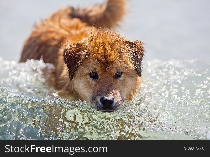 Cute Elo (German dog breed) standing in a wave of the sea. Cute Elo (German dog breed) standing in a wave of the sea