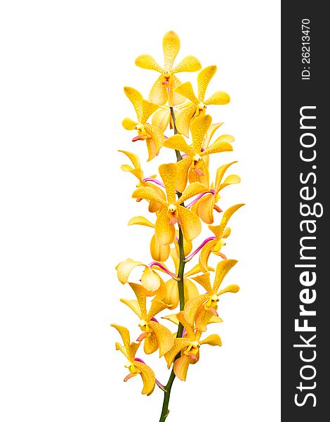 Yellow orchid flower, Isolated on white with clipping path