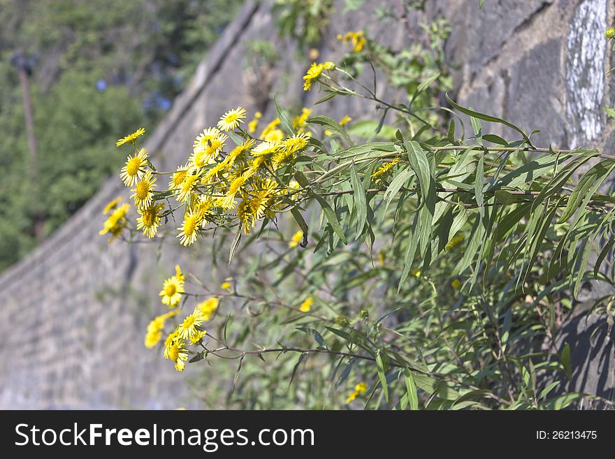 Flowers grow from a wall near the road. Flowers grow from a wall near the road