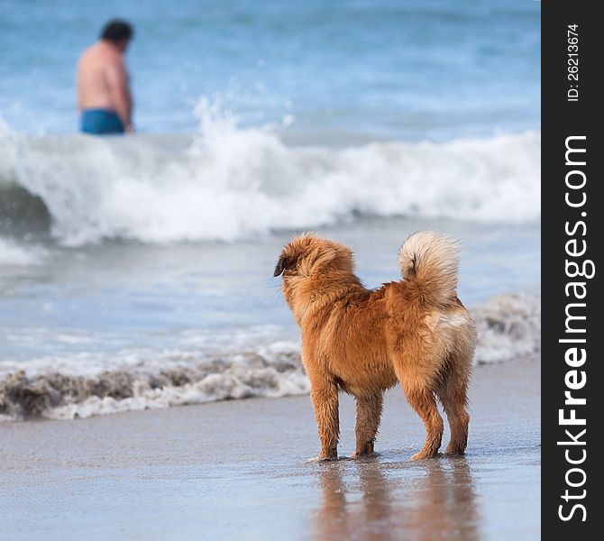 Beach scene of an Elo (German dog breed) puppy looking at a blurred man who walks in the sea water. Beach scene of an Elo (German dog breed) puppy looking at a blurred man who walks in the sea water