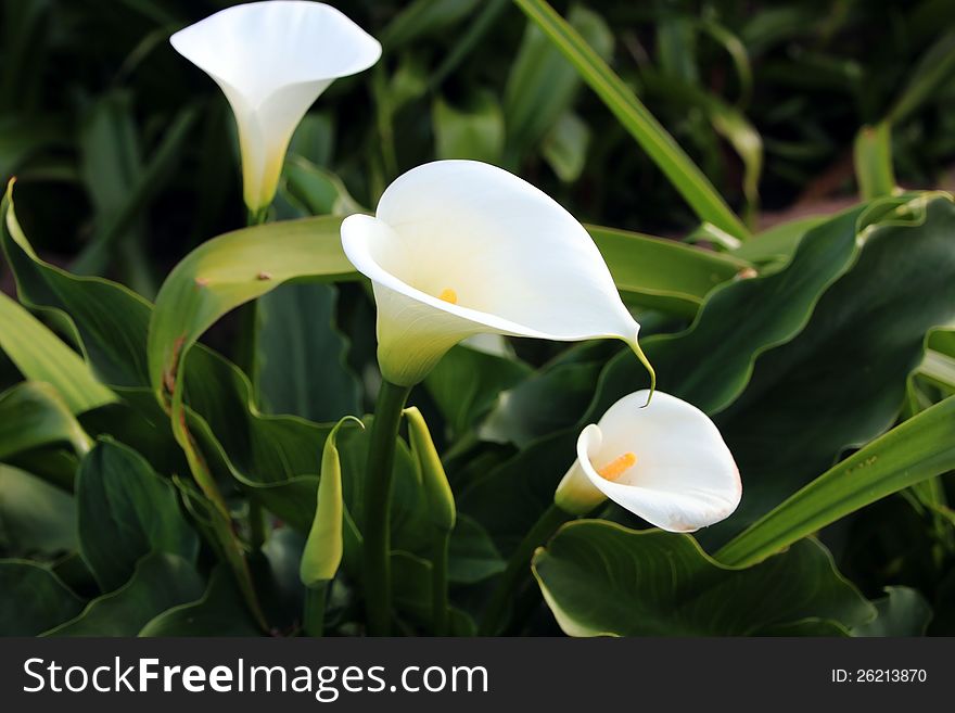 The lovely white arum lilies bloom in spring with bright yellow stamens and curled white petals hence the name jug lilies.