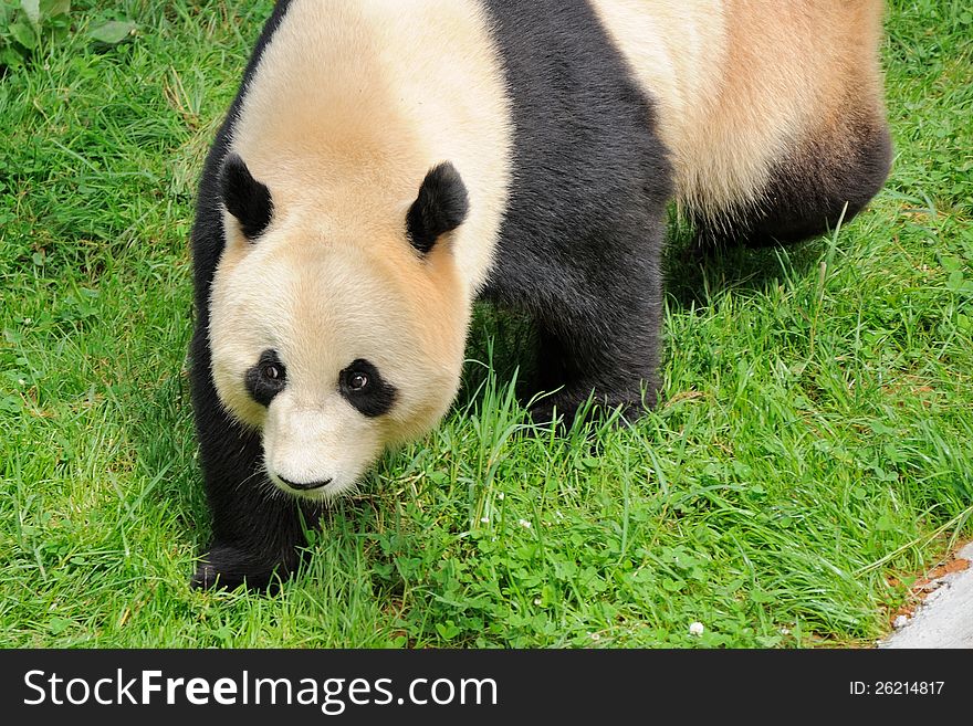 A Giant Panda is walking in the grass