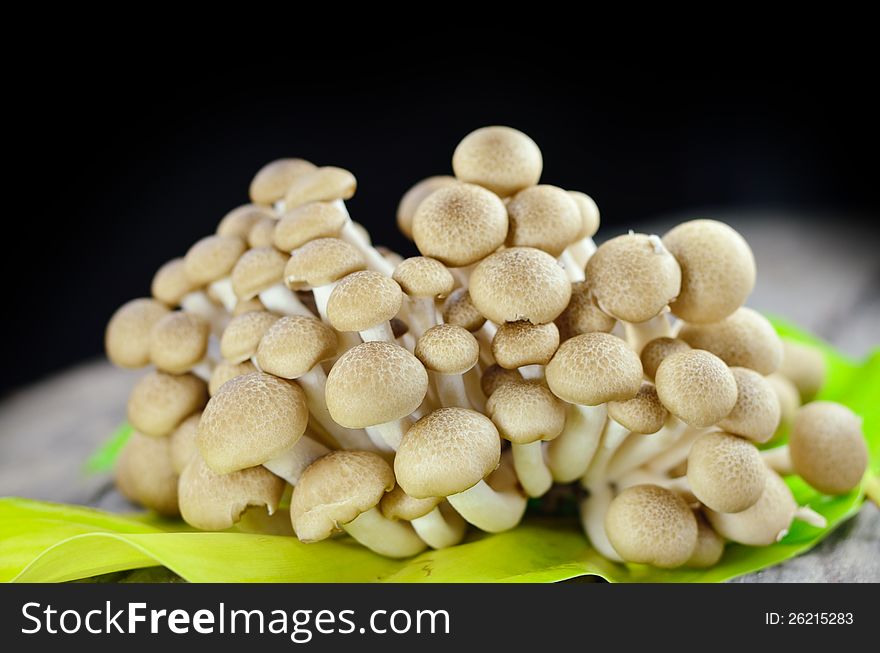 Brown beech mushrooms, Shimeji mushroom