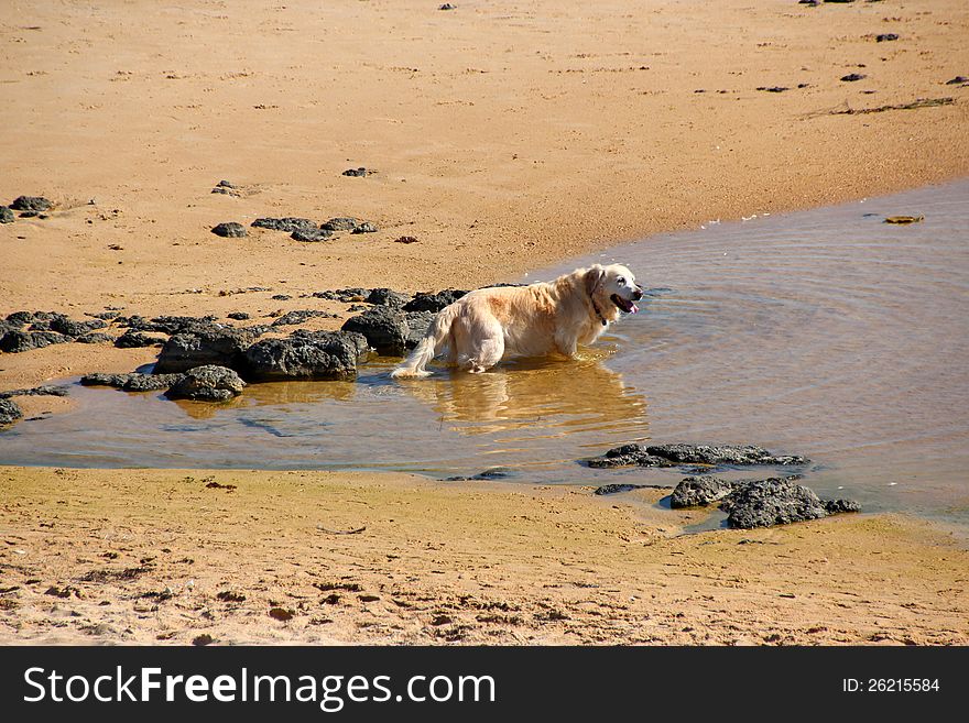 The golden retriever is wading through a little rock pool at the sandy beach on a sunny day. The golden retriever is wading through a little rock pool at the sandy beach on a sunny day.