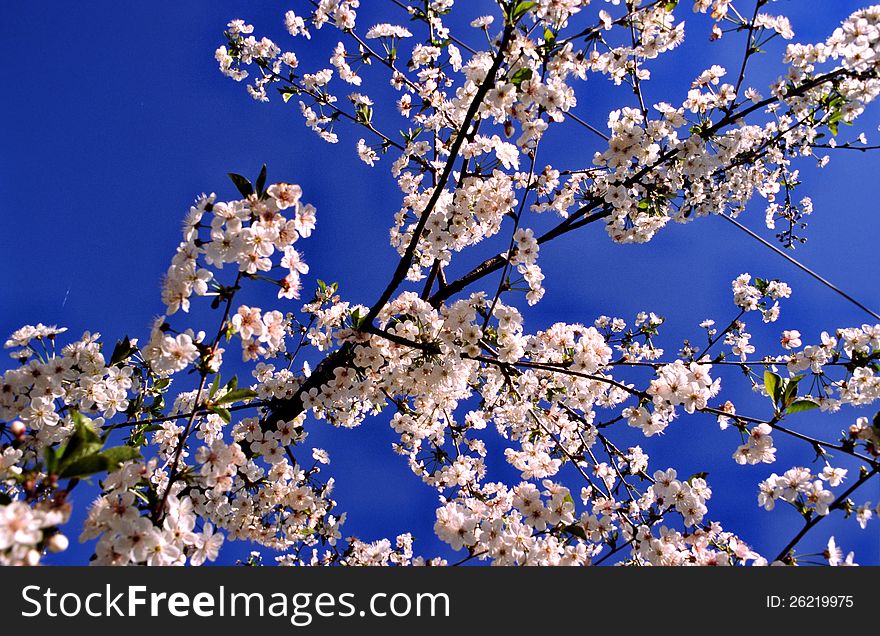 An almond tree in full bloom against a blue sky