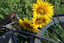 Sunflowers On Bicycle Luggage Rack Stock Photo