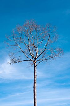 Branches Of Dead Tree Royalty Free Stock Photography Branches Of Dead Tree Royalty Free Stock Photography
