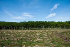 Rubber Plantation Stock Photos Rubber Plantation Stock Photos