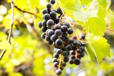Sweet Grapes Stock Photos Sweet Grapes Stock Photos
