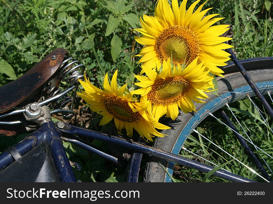 Sunflowers On Bicycle Luggage Rack