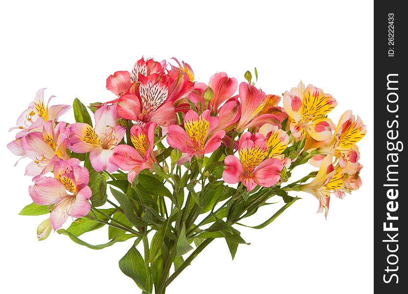 Bouquet of Alstroemeria flowers isolated on white background. Focus on the foreground