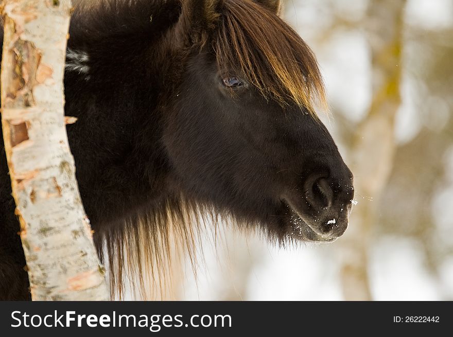 A Norwegian horse portrait in winter. A Norwegian horse portrait in winter