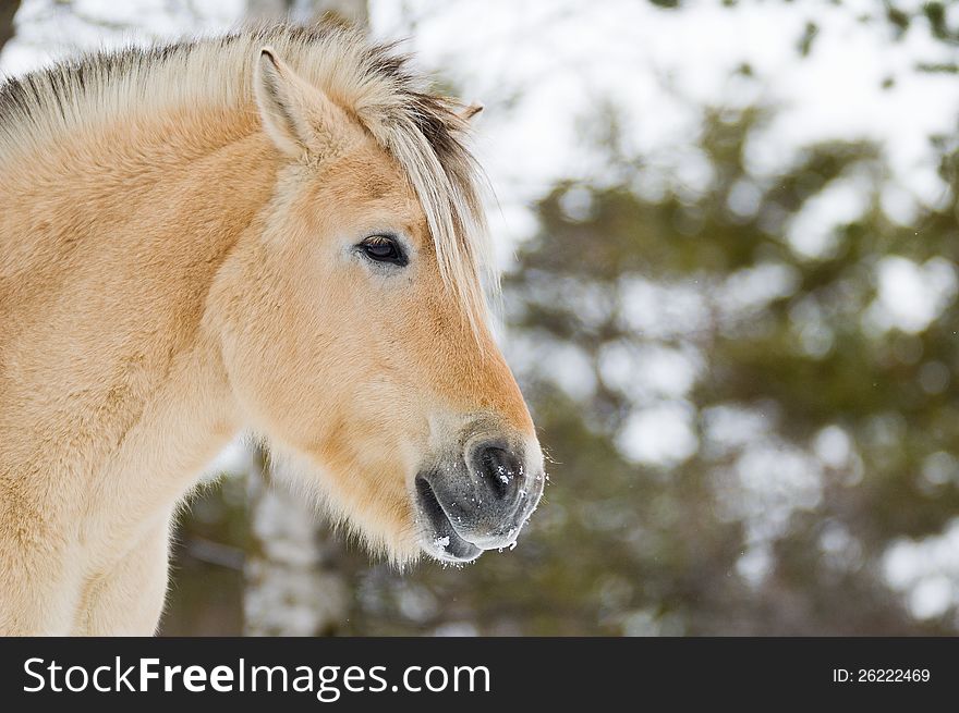 A Norwegian horse portrait in winter. A Norwegian horse portrait in winter