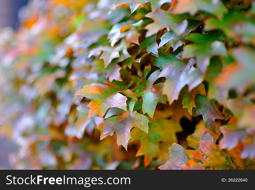 Atree with colorful autumn leaves.