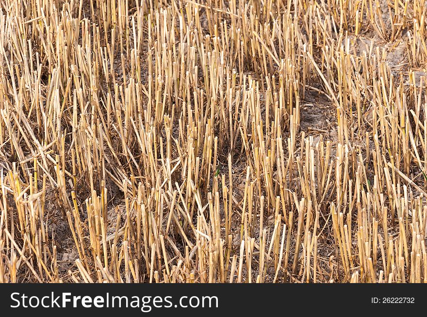 Closeup of a stubble field after harvesting