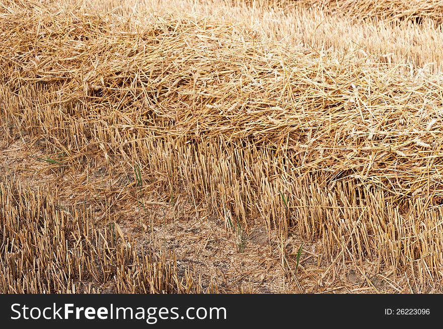 Closeup of a stupple field after harvesting wheat
