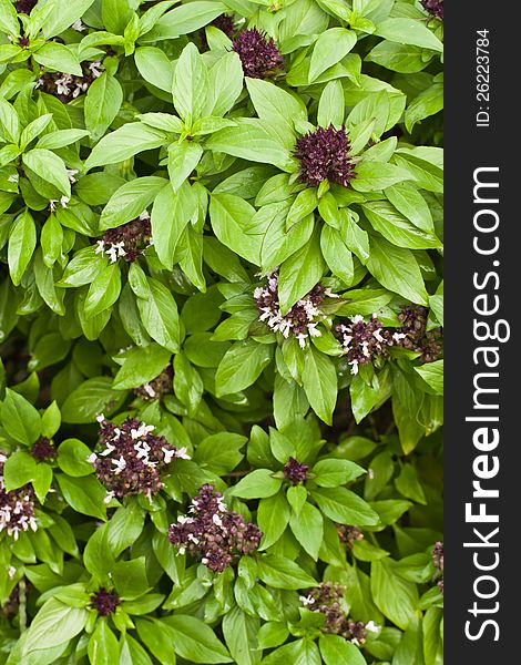 Basil Plant Background