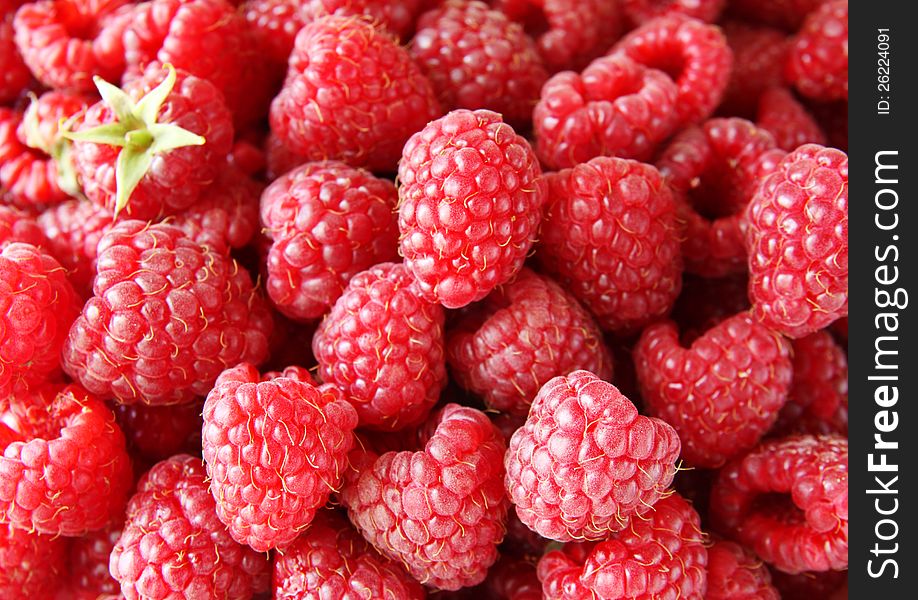 Freshly picked ripe red raspberries