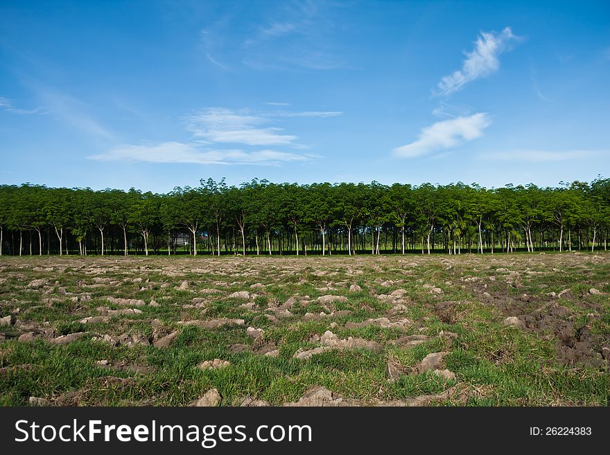 Rubber plantation in countryside of thailand