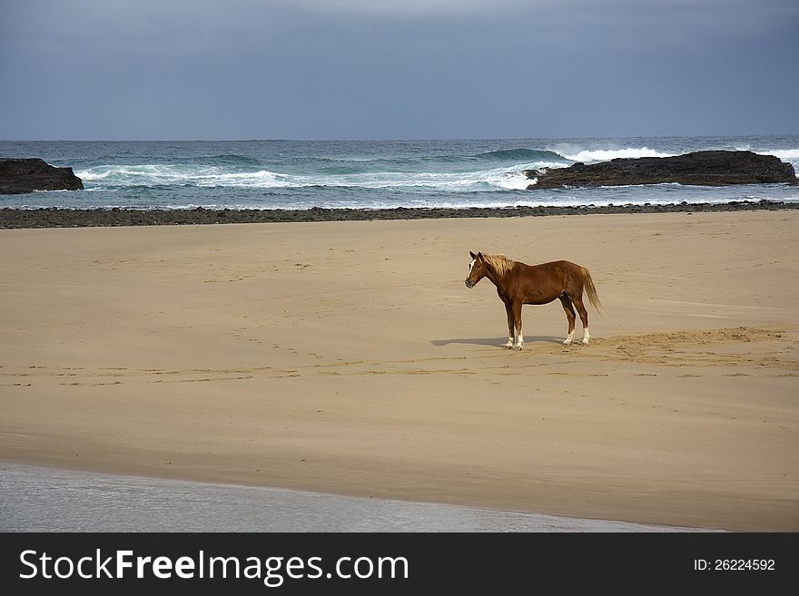 A stallion on the beach at Hole in the Wall. A stallion on the beach at Hole in the Wall