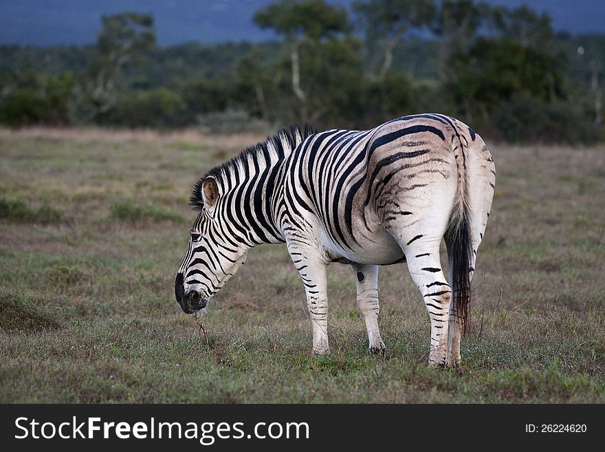 A Zebra grazing in Addo Elephant Park