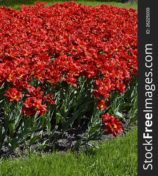 Flowerbed of bright red tulips