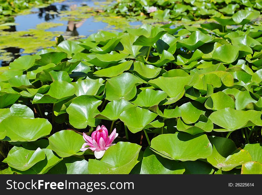 Pond with water lilies/lili/lily and magenta colored blossom inside a lake or river during summer time, seasons specific. Pond with water lilies/lili/lily and magenta colored blossom inside a lake or river during summer time, seasons specific