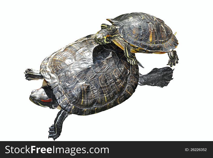 Two turtles isolated on white background