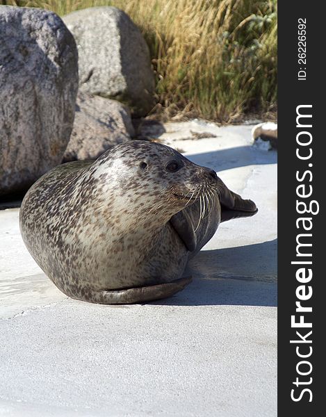 Seals lying on a big rock