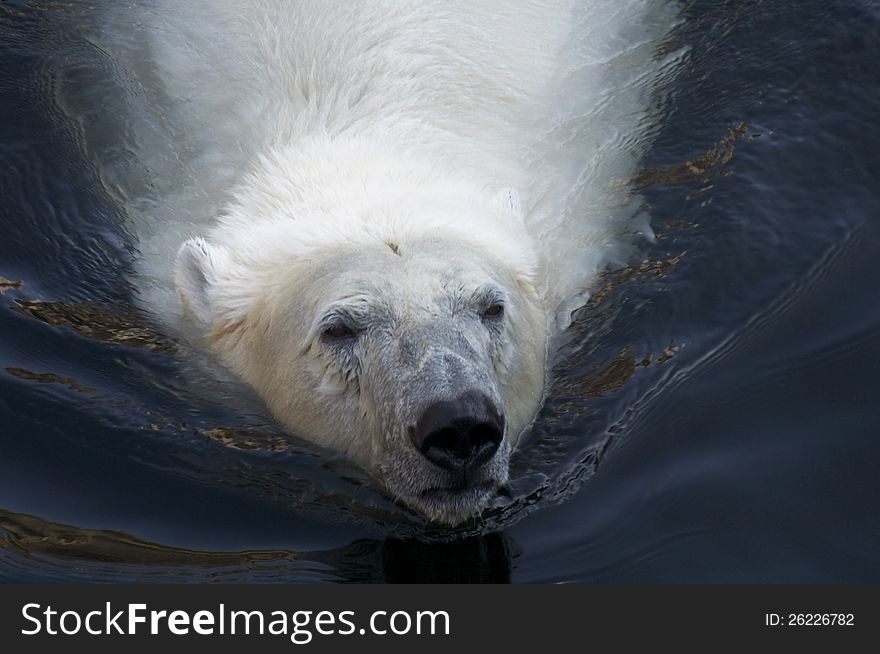 A polar bear swimming in water