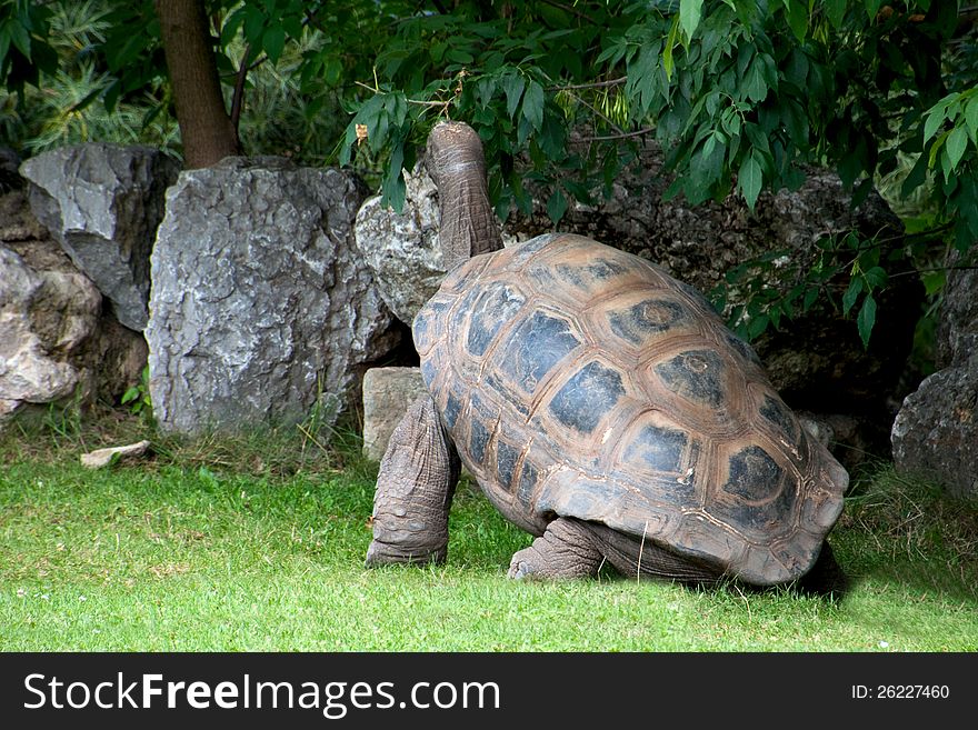 Huge turtle against a green lawn, gray stones and trees. Huge turtle against a green lawn, gray stones and trees