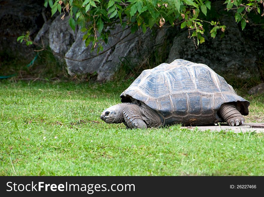 Huge turtle against a green lawn, gray stones and trees. Huge turtle against a green lawn, gray stones and trees