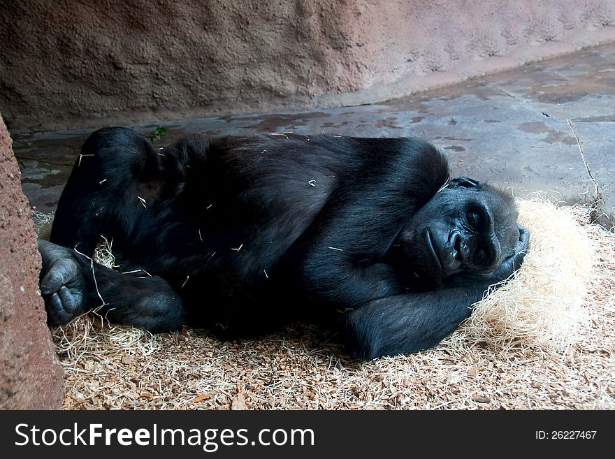 The gorilla lies on hay on one side and sleeps