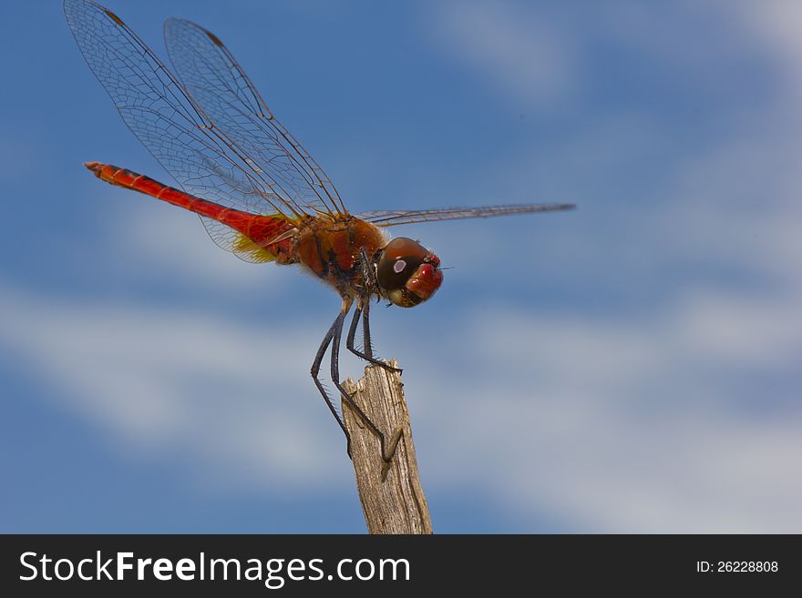 Close up of dragonfly on branch