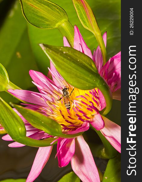 Close up of pink lotus flower and bee in a pond. Close up of pink lotus flower and bee in a pond