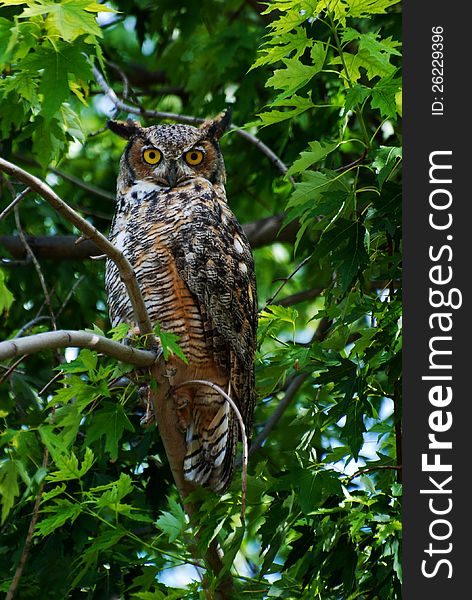 Great Horned Owl in Tree