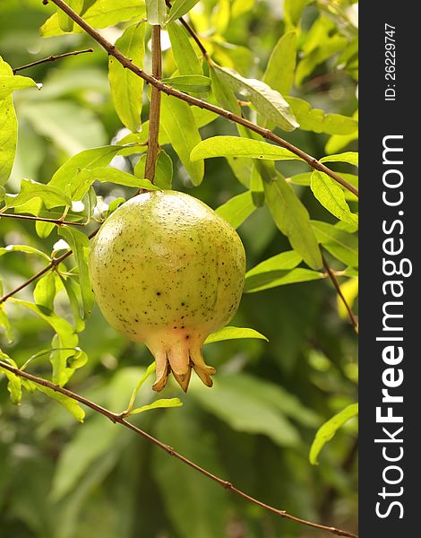 Ripe pomegranate on the branch, The foliage on the background. Ripe pomegranate on the branch, The foliage on the background.