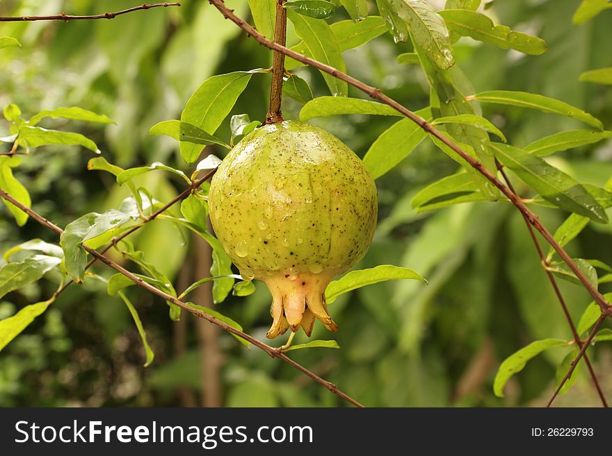 Pomegranate On Branch