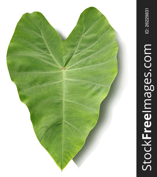 Colocasia esculenta leaf, isolated with clipping path included.