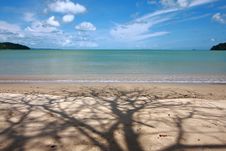 Shadow Tree And Beach Stock Photography