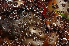 Water Droplets In Spider Web Stock Image