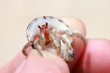 Hermit Crab, Pagurian Stock Photography Hermit Crab, Pagurian Stock Photography