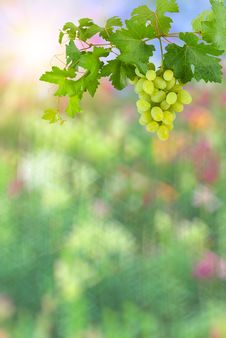Colorful Background With Green Grapes Royalty Free Stock Photos Colorful Background With Green Grapes Royalty Free Stock Photos