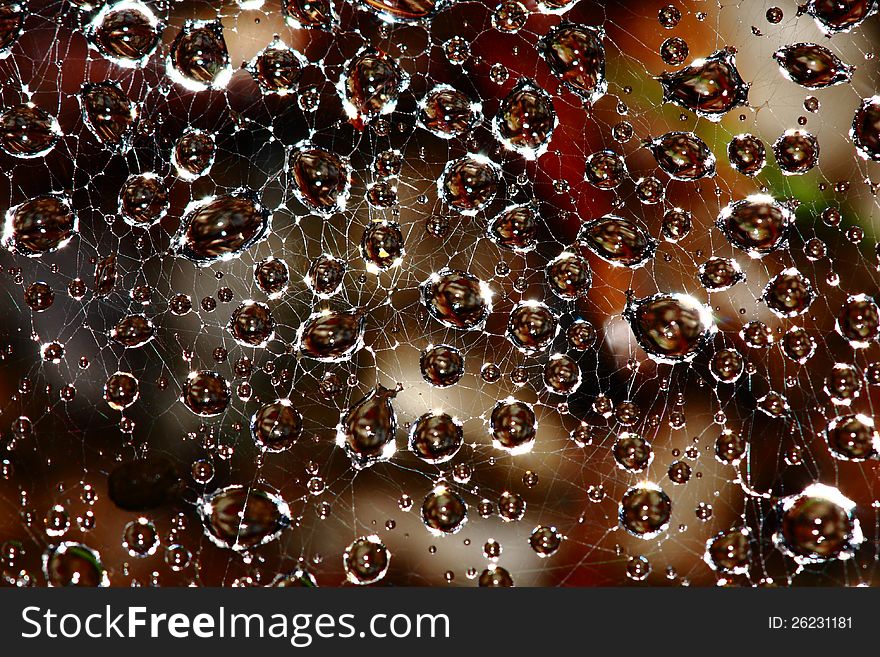 Water droplets in spider web